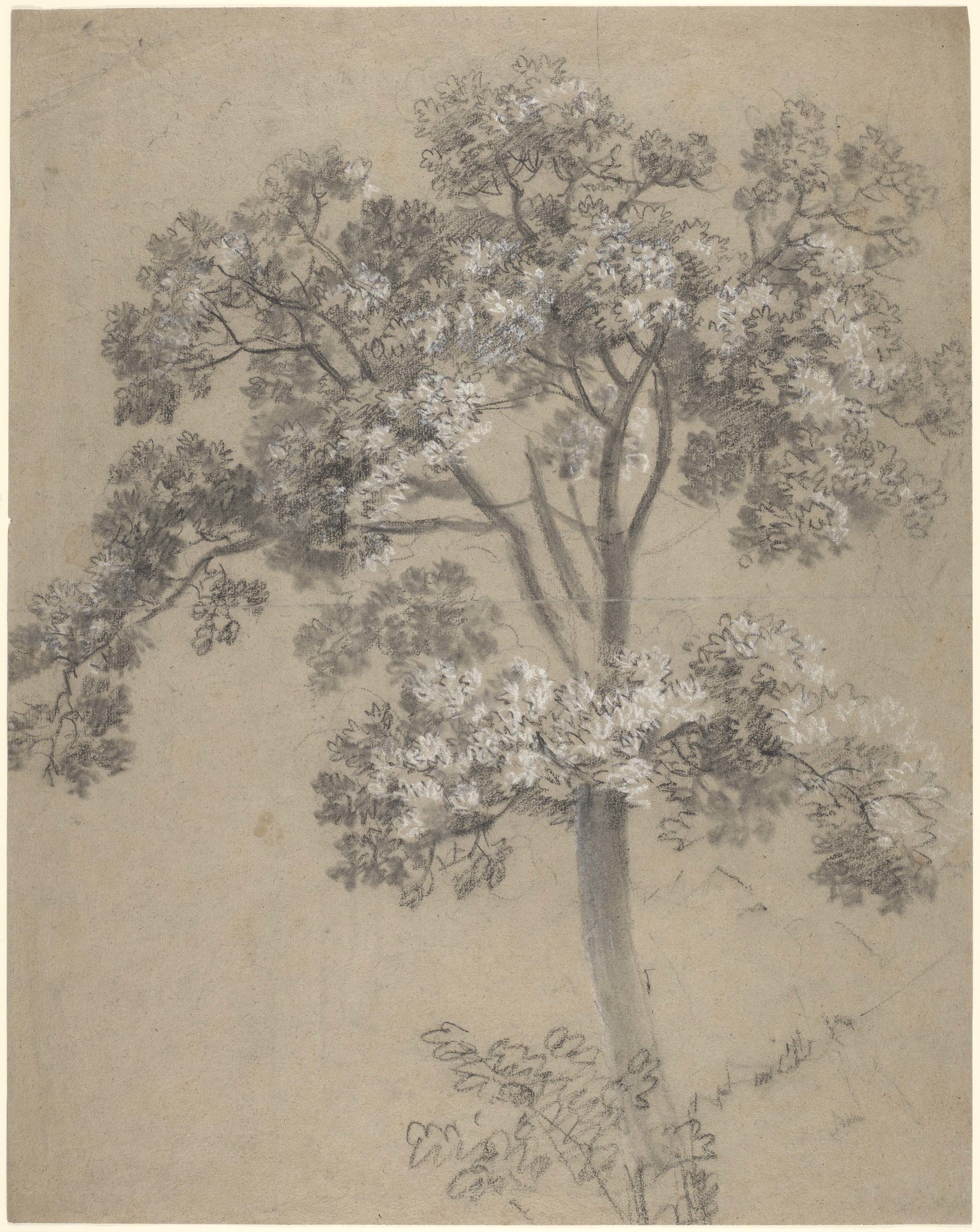 A drawing of a tree, possibly a young sycamore, worked in black and white chalk and stump. Drying fold at centre of sheet. Probably a drawing made in front of the motif. 
This drawing is one of 25 landscape drawings in the Royal Collection that were firml