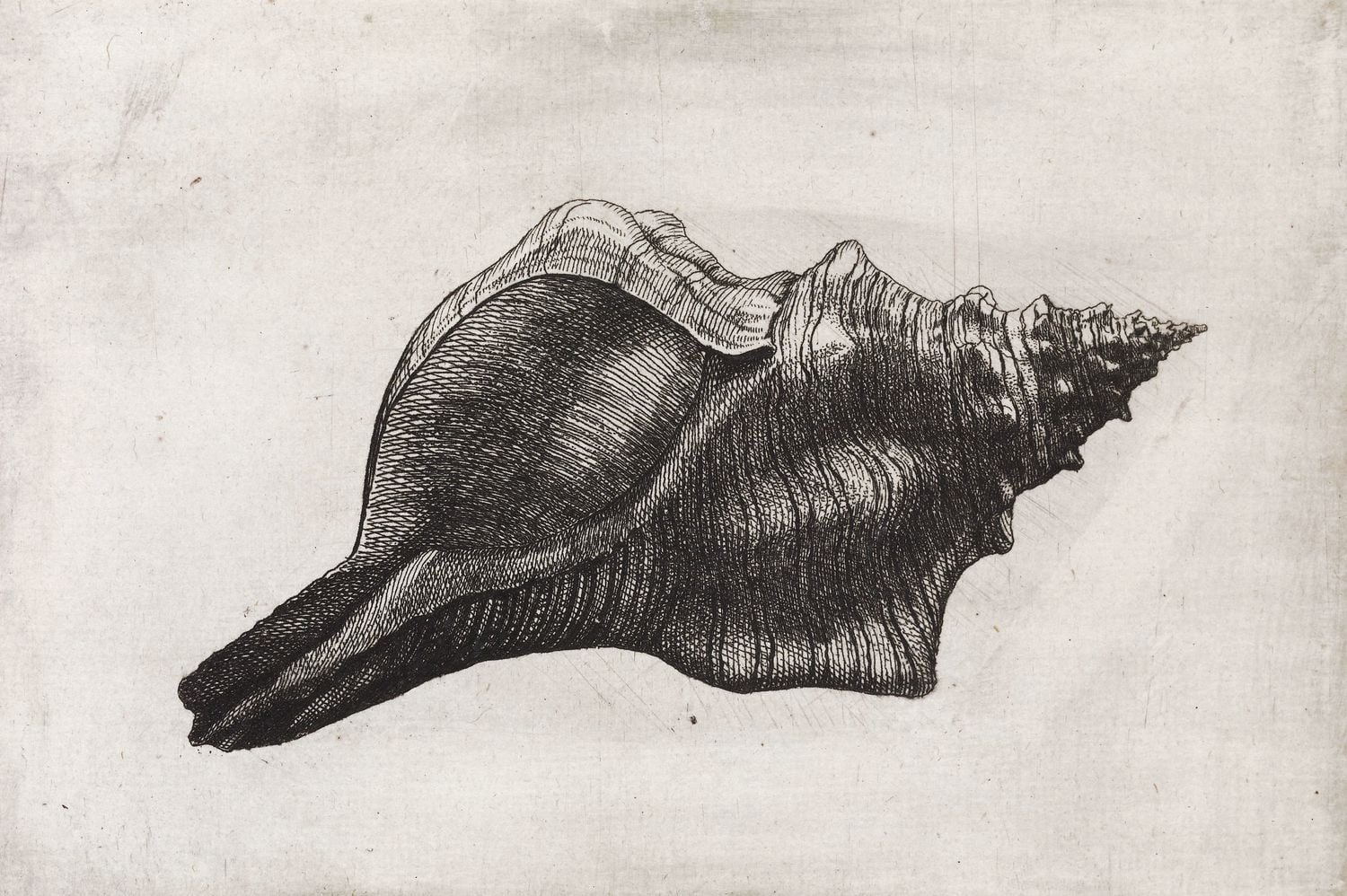 An etching of a trapezium horse conch, Pleuroploca trapezium Linnaeus, 1758 [Fasciolariidae; Abbott &amp; Dance p. 182]. Indo-Pacific, to 150 mm. Copied in Buonanni, 2.III.287, reversed with the addition of a shadow; this in turn copied in Lister, IV.14.1