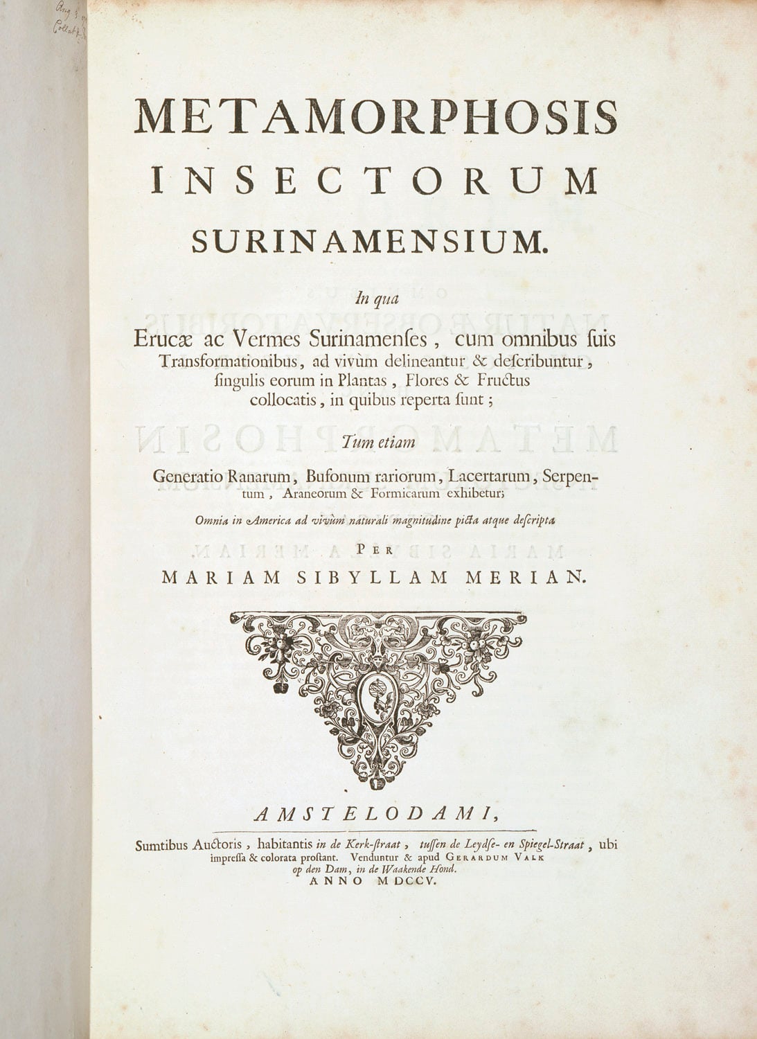Maria Sibylla Merian&nbsp;travelled in 1699 with her younger daughter to Suriname&nbsp;in northern South America, to study the flora and fauna. The resulting natural history plates were published in Amsterdam in 1705, at her own expense. This volume was a