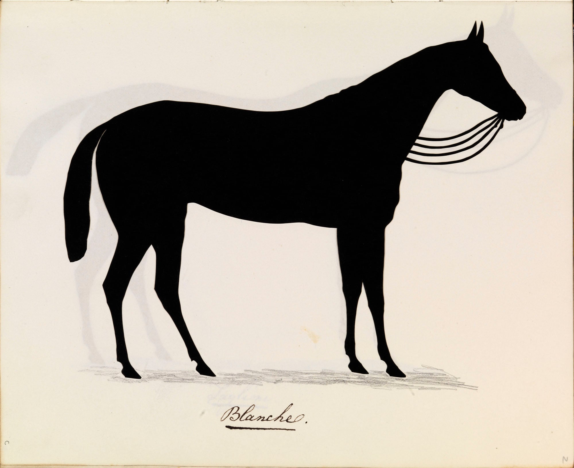 A silhouette showing Princess Victoria's horse Blanche. The horse is shown full-length, standing and facing right. Reins are shown between the horse's chin and neck and a shadow is shown in pencil at its feet. Inscribed below: Blanche.