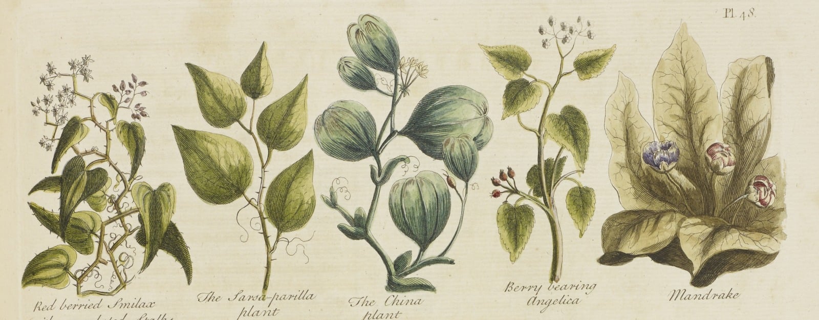 Detail of an illustration showing various garden herbs, from the book by John Hill 'The British herbal: an history of plants and trees, natives of Britain, cultivated for use or raised for beauty' (RCIN 1052134)