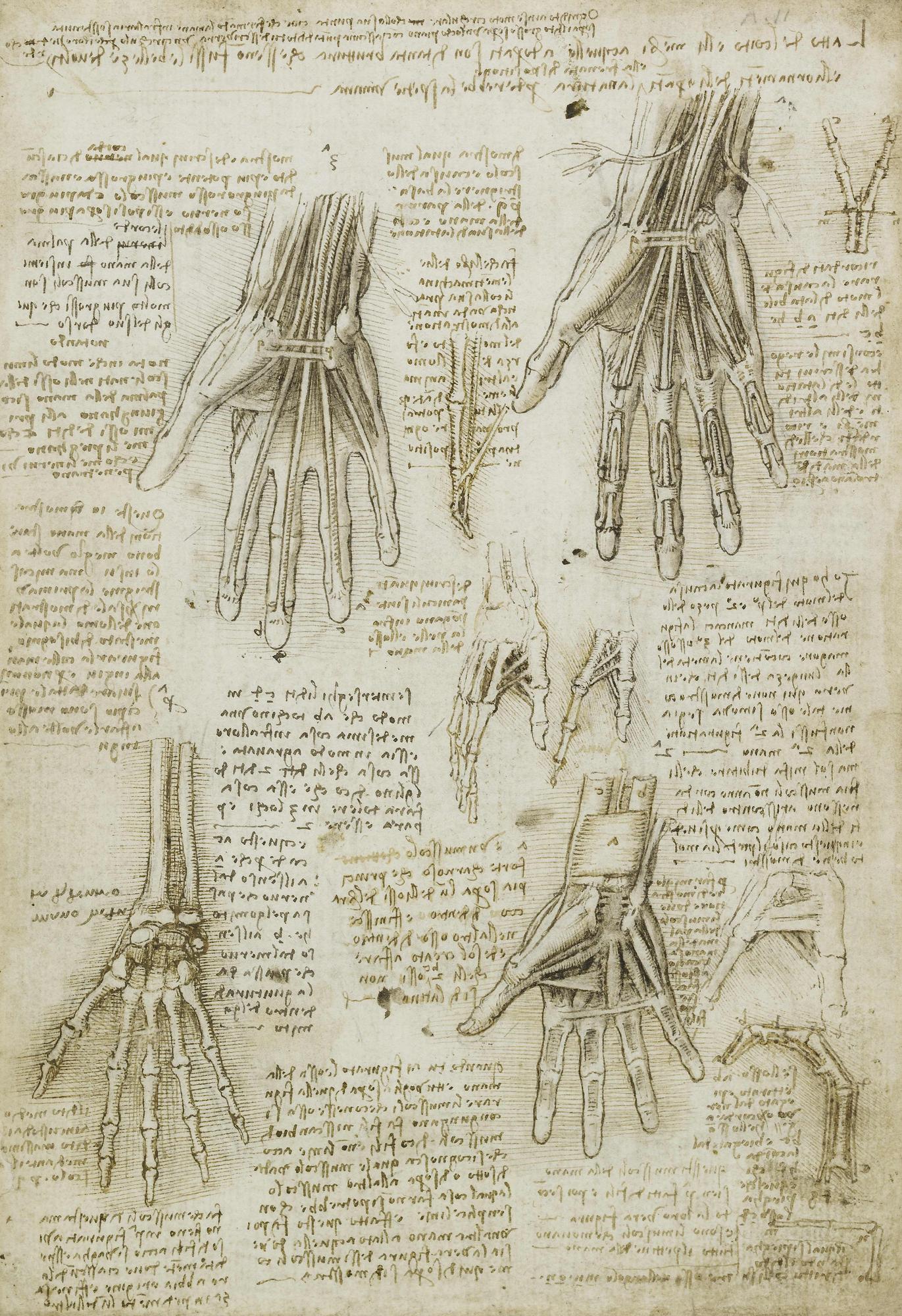 drawing of bones, muscles and tendons of the hand