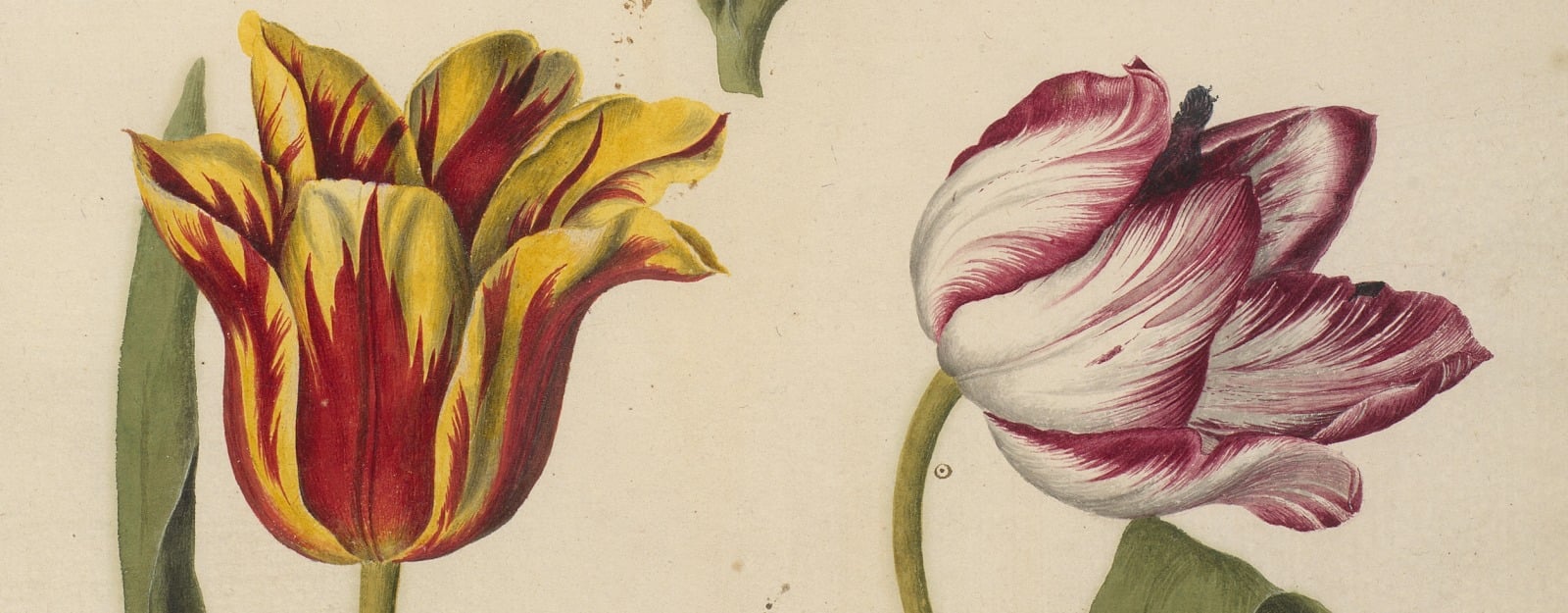 Detail from a page of watercolours of three Tulips including an Agatte Robin Tulip, a Penelope Tulip and a Yellow Crown Tulip by artist Alexander Marshal