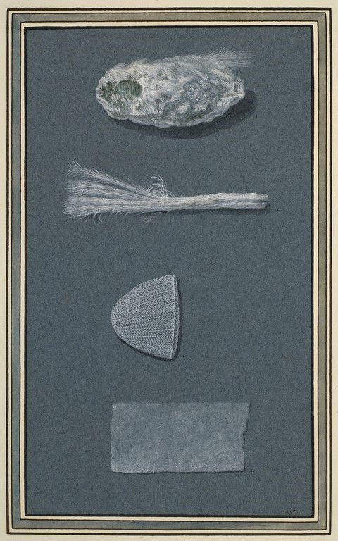 natural objects drawn in white on blue paper (shell, feathers and fabric)