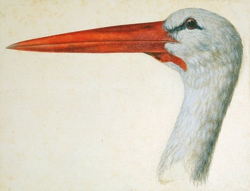 Vincenzo Leonardi (fl. 1621–46), Head of a white stork. Watercolour and bodycolour over black chalk, 20.8 x 27.1 cm. Windsor, RCIN 928740