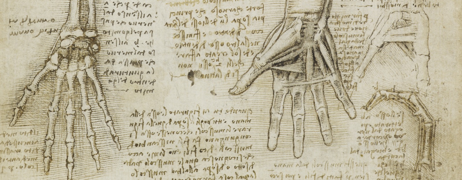 Extract from 'The bones, muscles and tendons of the hand' RCIN 919009
