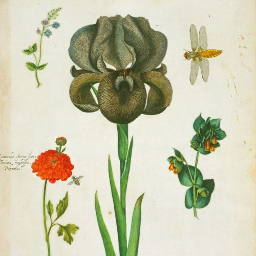 Alexander Marshal flowers