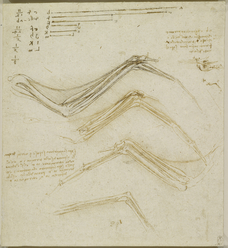 RCIN 912656 Drawing by Leonardo da Vinci