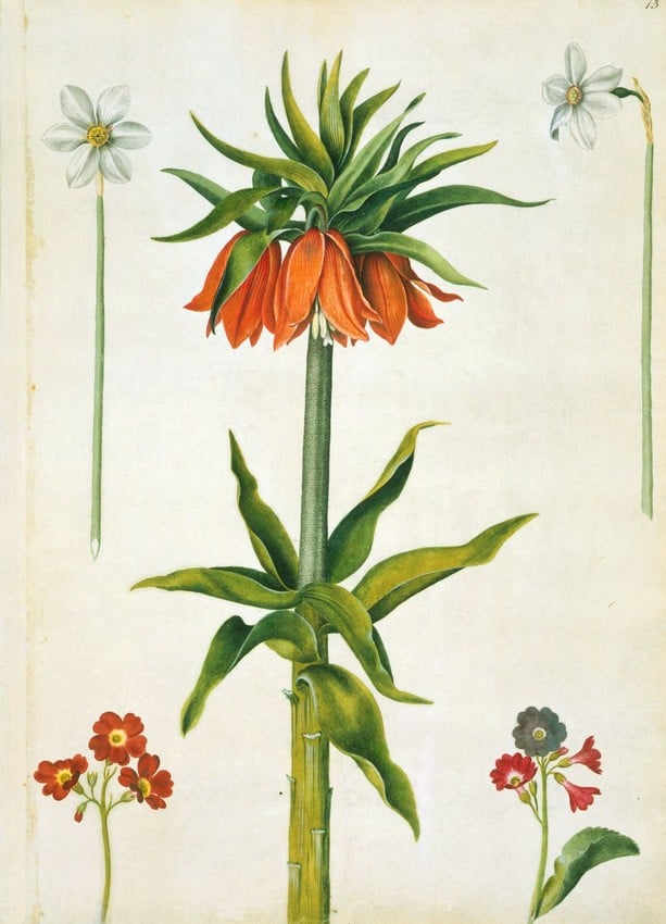 A watercolour of a narcissus radiiflorus, narcissus poeticus, fritillaria imperialis and two primula x pubescens by artist Alexander Marshal
