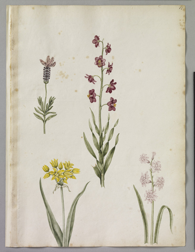 A watercolour illustration of a yellow garlic - Molly Broad leaf, a Fritillary - a Persian Lilly, and Tufted Lavender
