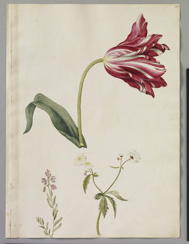 A watercolour of three flowering plants, including a white buttercup Ranunculus aconitifolius, a purple milkwort and a striped tulip by artist Alexander Marshal.