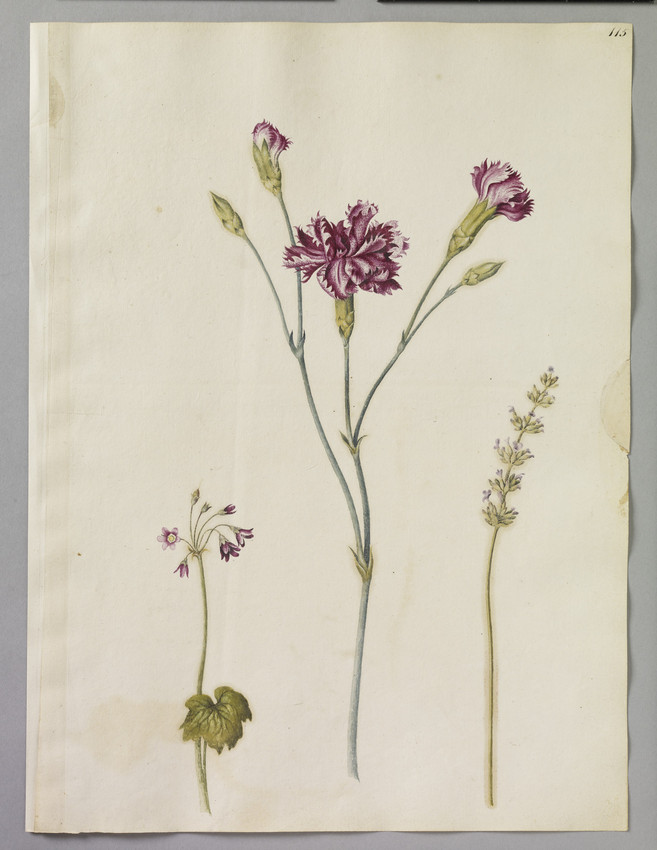 Watercolour illustration of a speckled Carnation, a piece of Lavender and a Sanicle