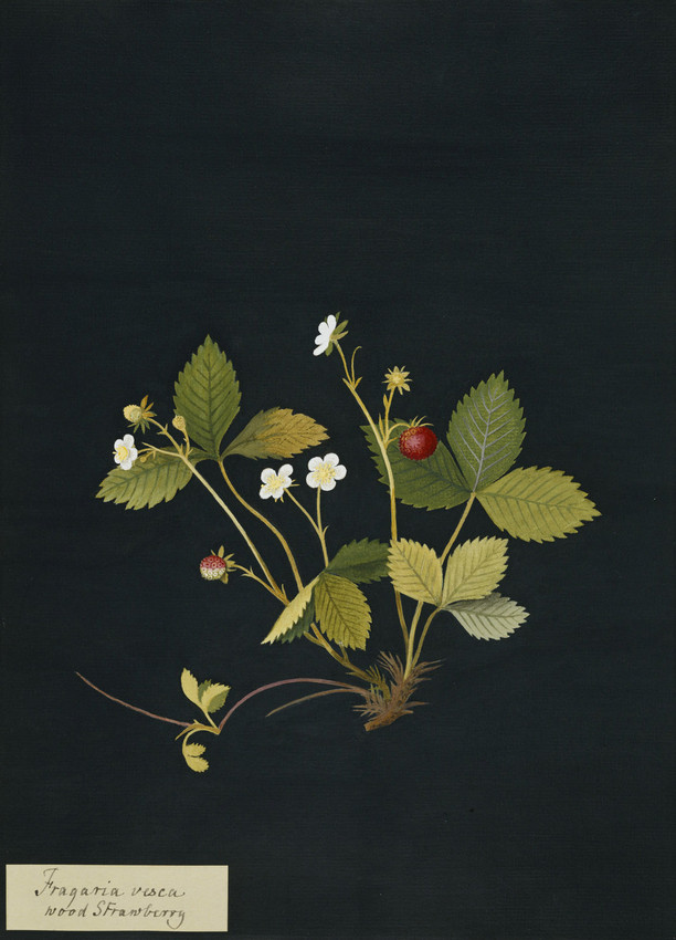 Illustration of a wood strawberry on a black background