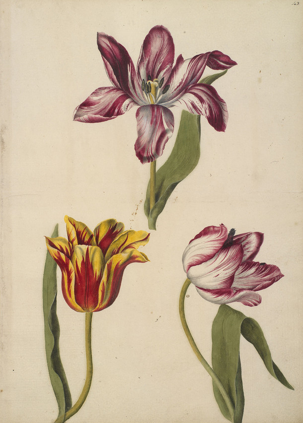A page of watercolours of three Tulips including an Agatte Robin Tulip, a Penelope Tulip and a Yellow Crown Tulip by artist Alexander Marshal
