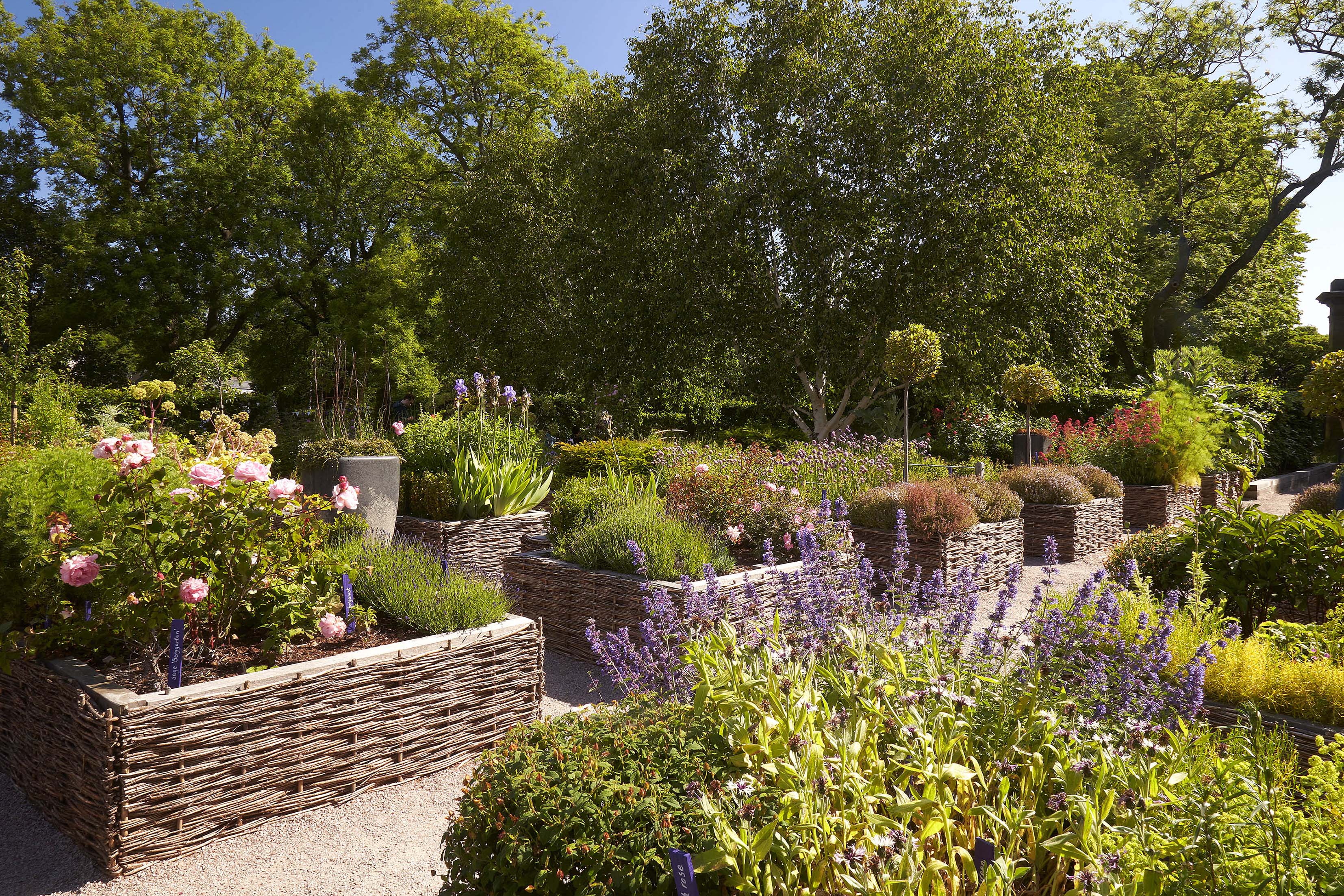 A view of the plants and herbs growing in raised beds in the Physic Garden on a sunny day