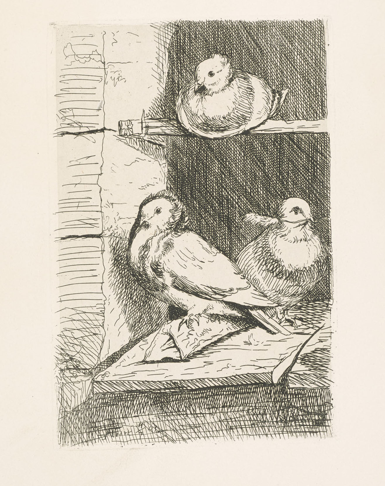 Another impression of RCIN 816154. An etching showing three pigeons roosting. After Henri Voordecker (RCIN 403872). Two pigeons are shown resting on a beam with a further pigeon shown balanced on a beam above. Inscribed lower left: Albert 11/7 41. Prince 