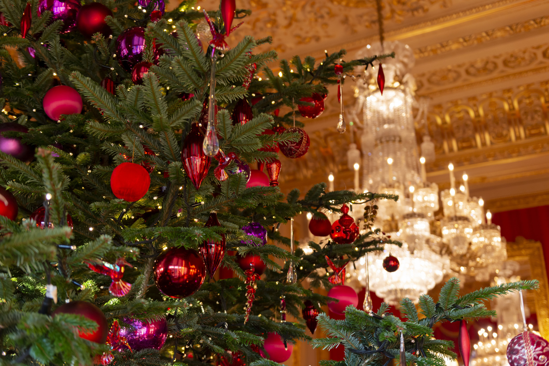 Christmas tree in the Crimson Drawing Room, Windsor Castle