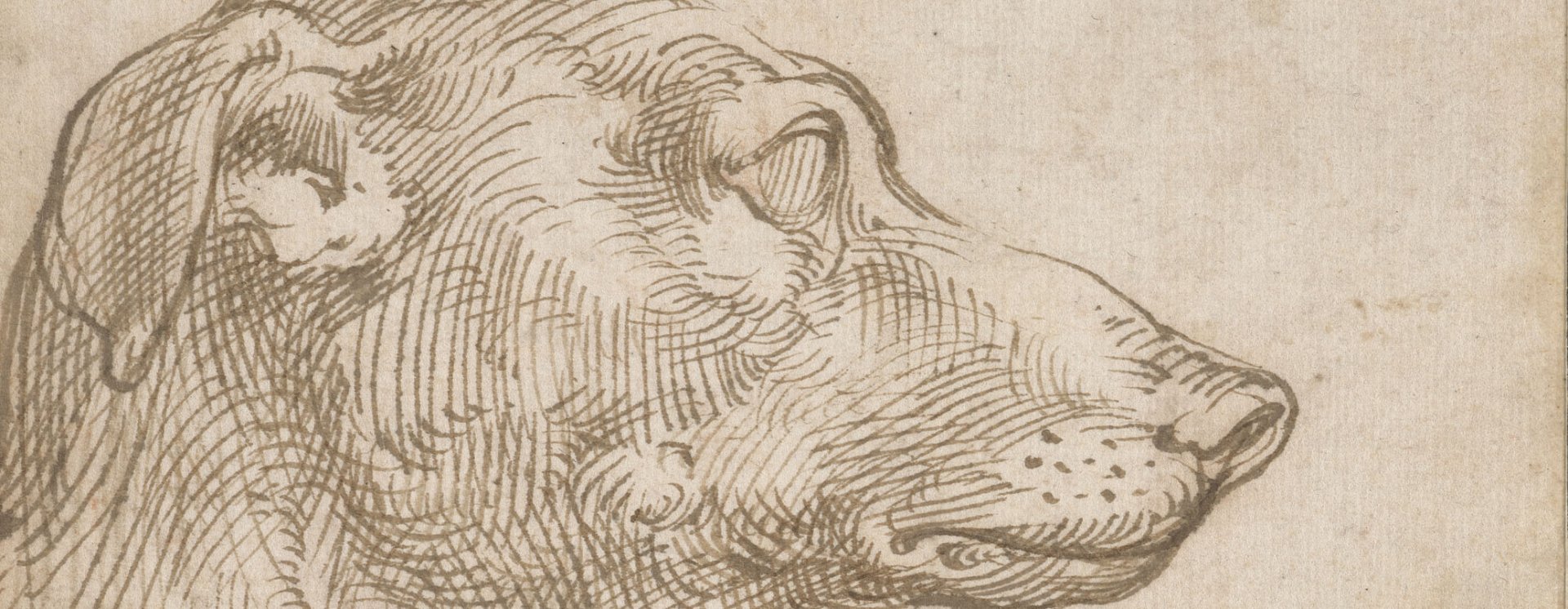 Studies of dogs, Parmigianino RCIN 901976