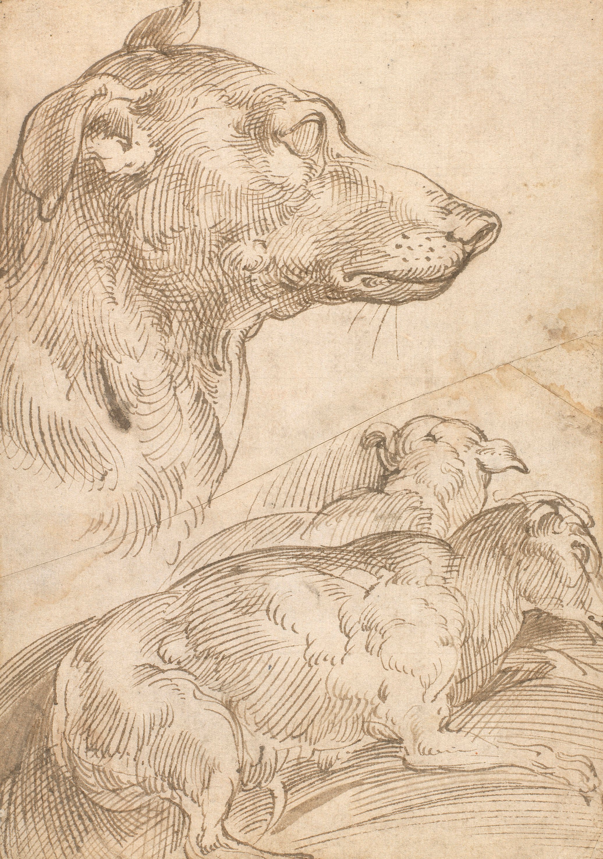 Detailed drawing of three dogs