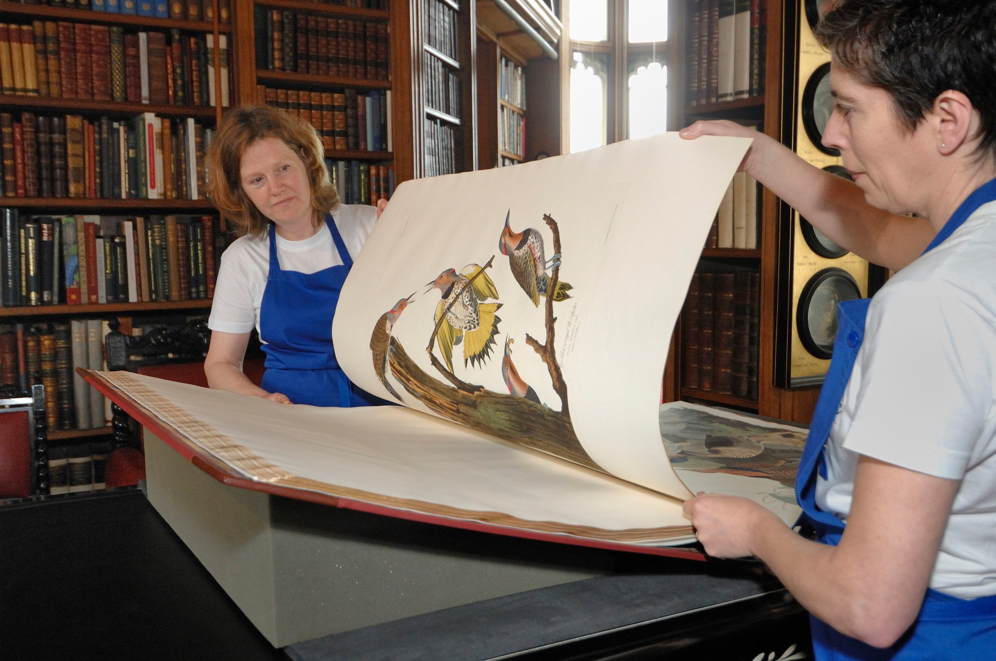 Conservators at Royal Collection Trust handling John James Audubon's The Birds of America.