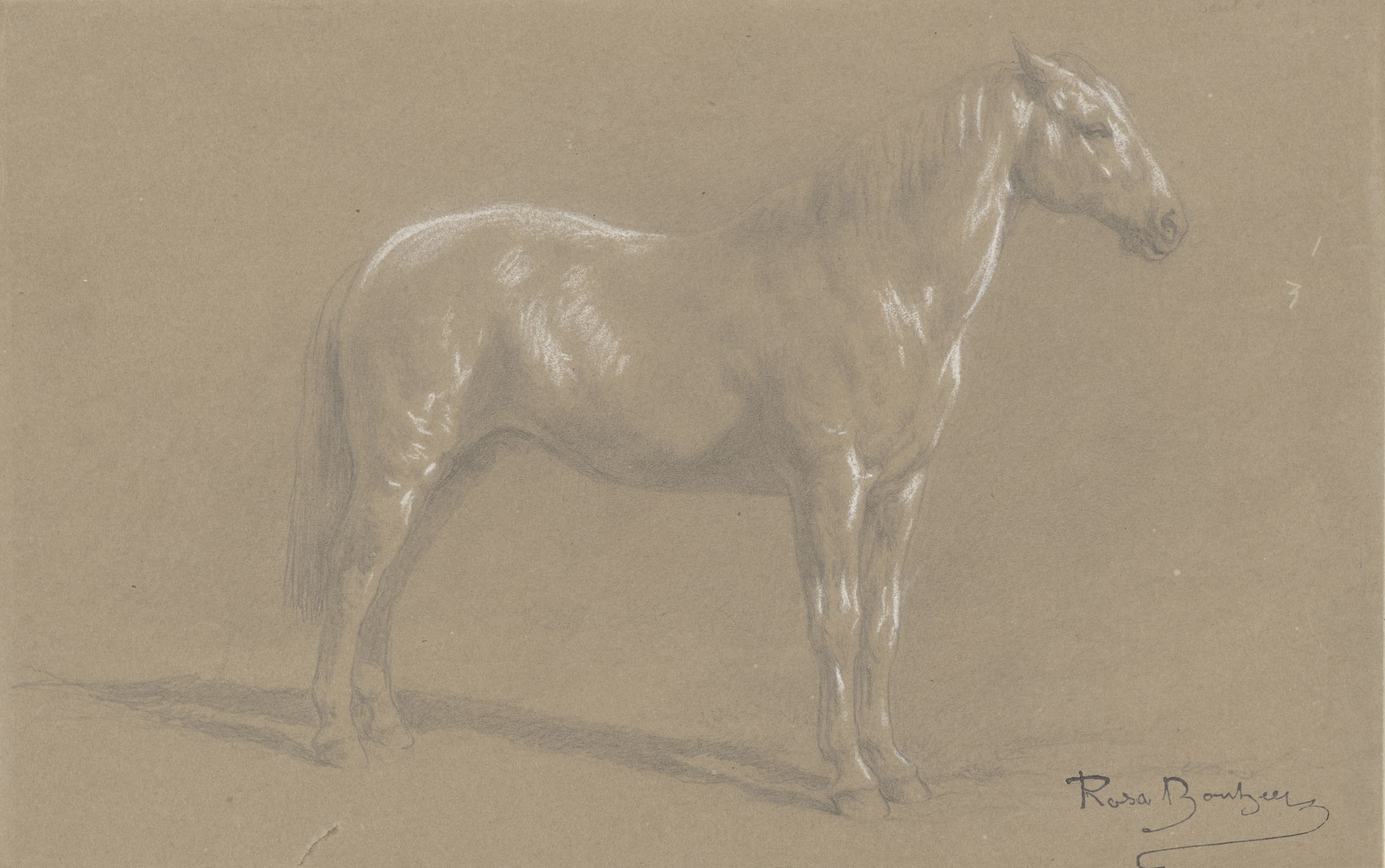 Rosa Bonheur, Pony, c. 1840-99 (RCIN 913236) A drawing of a pony by Rosa Bonheur.