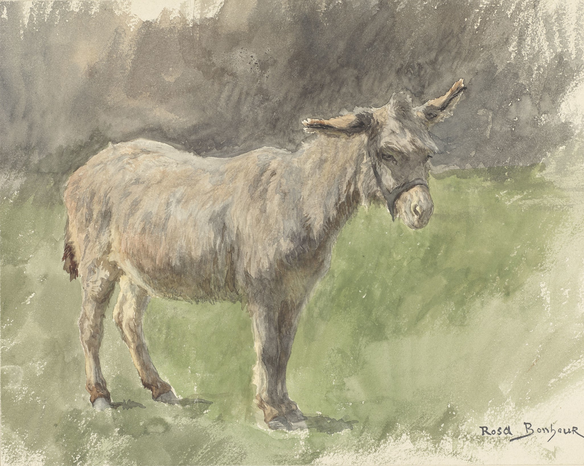 Rosa Bonheur, Donkey, c. 1840-99 (RCIN 913237) Rosa Bonheur's watercolour sketch of a donkey.