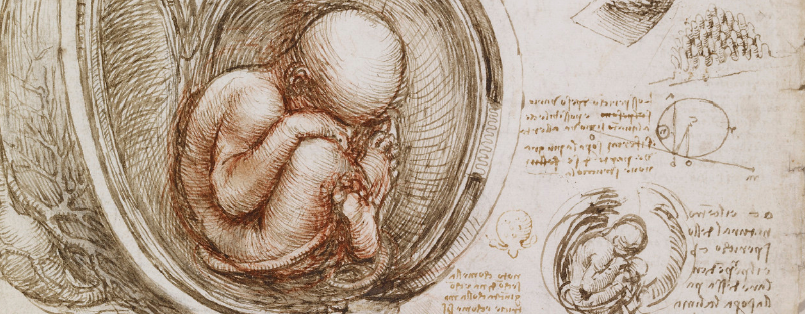 Detail from Leonardo's drawing of a fetus in the womb, c. 1511 (RCIN 919102) Detail from Leonardo's drawing of a fetus in the womb, c. 1511 (RCIN 919102)