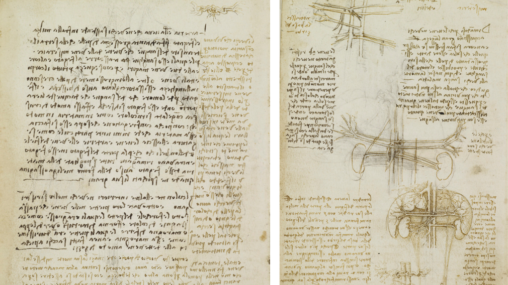 Left: notes on the death of a centenarian, c.1508 (RCIN 919027). Right: the vessels of liver, spleen and kidneys, c.1508 (RCIN 919028) Left: notes on the death of a centenarian, c.1508 (RCIN 919027). Right: the vessels of liver, spleen and kidneys, c.1508 (RCIN 919028)