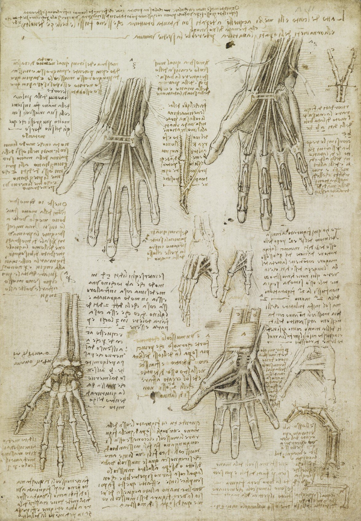 The bones, muscles and tendons of the hand, c.1510-11 (RCIN 919009)