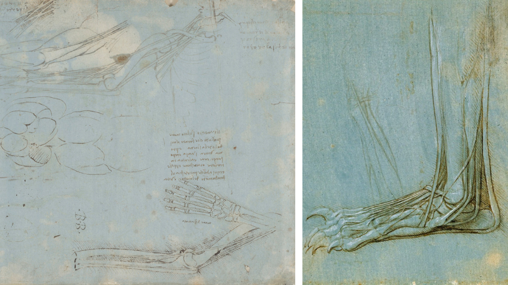 Left: the bones and nerves of the arm, c.1485-90 (RCIN 912613). Right: the anatomy of a bear's foot, c.1488-90 (RCIN 912372) Left: the bones and nerves of the arm, c.1485-90 (RCIN 912613). Right: the anatomy of a bear's foot, c.1488-90 (RCIN 912372)