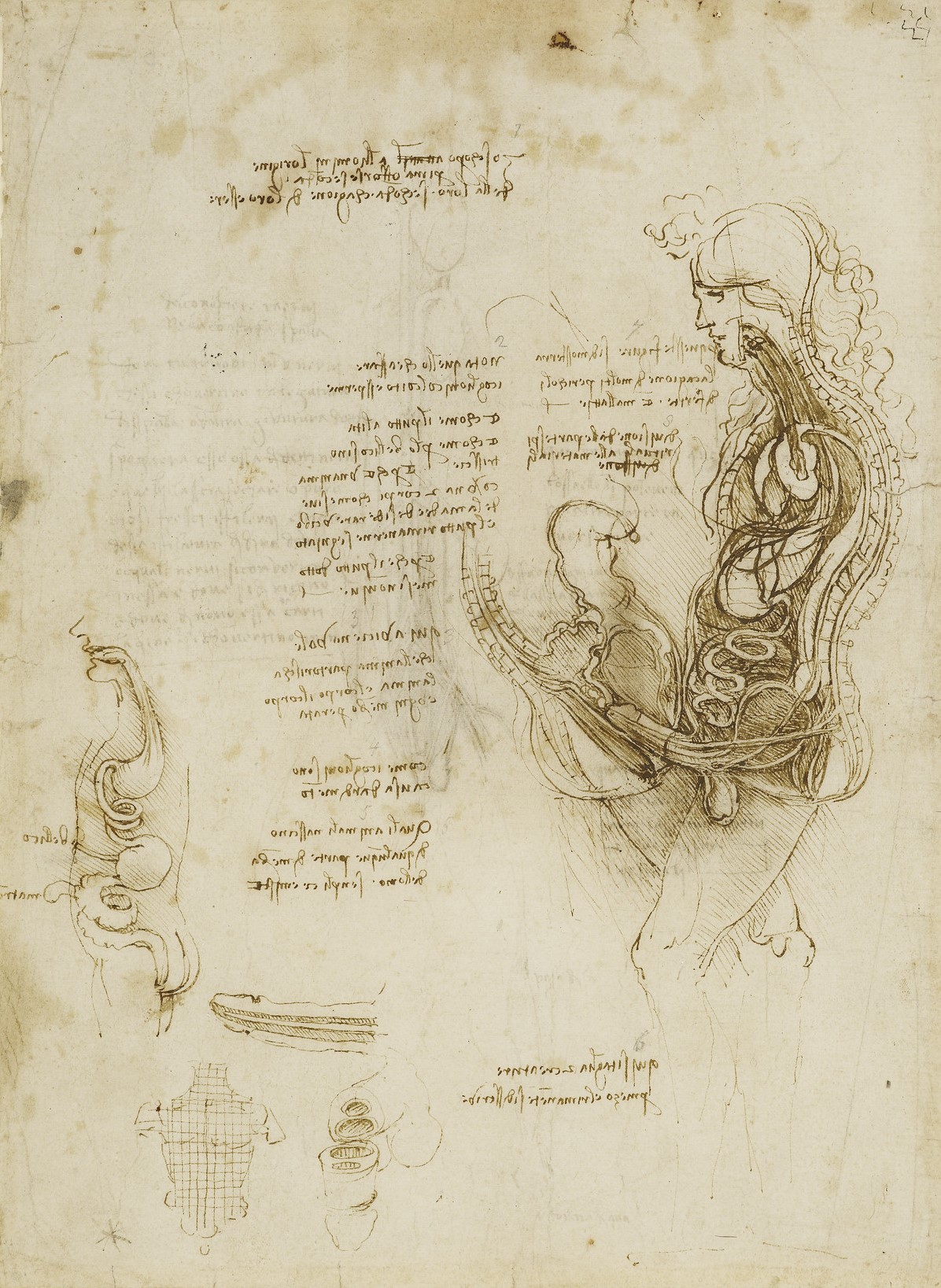 The hemisection of a man and woman in the act of coition, c.1490-92 (RCIN 919097) The hemisection of a man and woman in the act of coition, c.1490-92 (RCIN 919097)