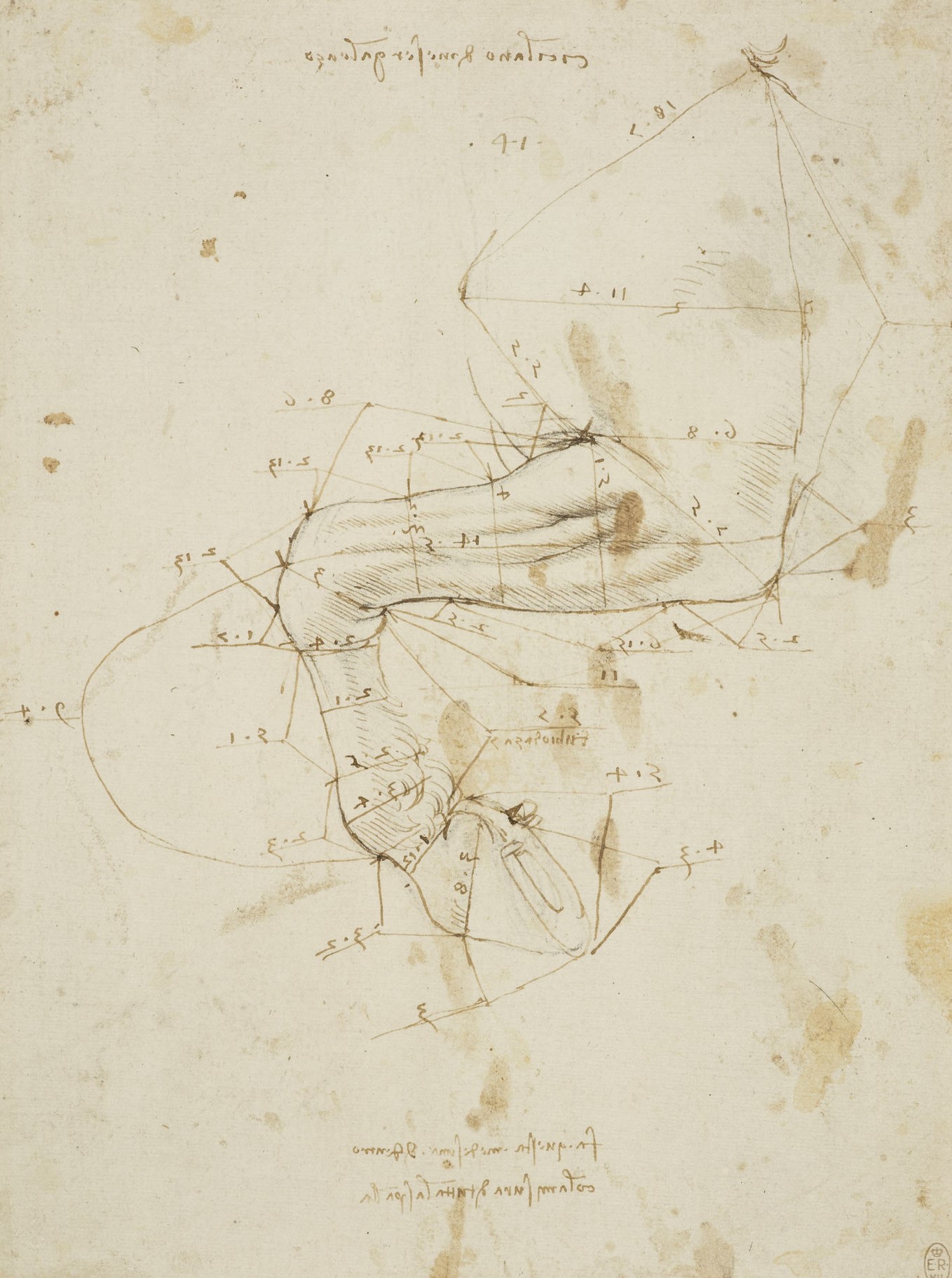 A horse's left foreleg, with measurements, c.1490-92 (RCIN 912294) A horse's left foreleg, with measurements, c.1490-92 (RCIN 912294)
