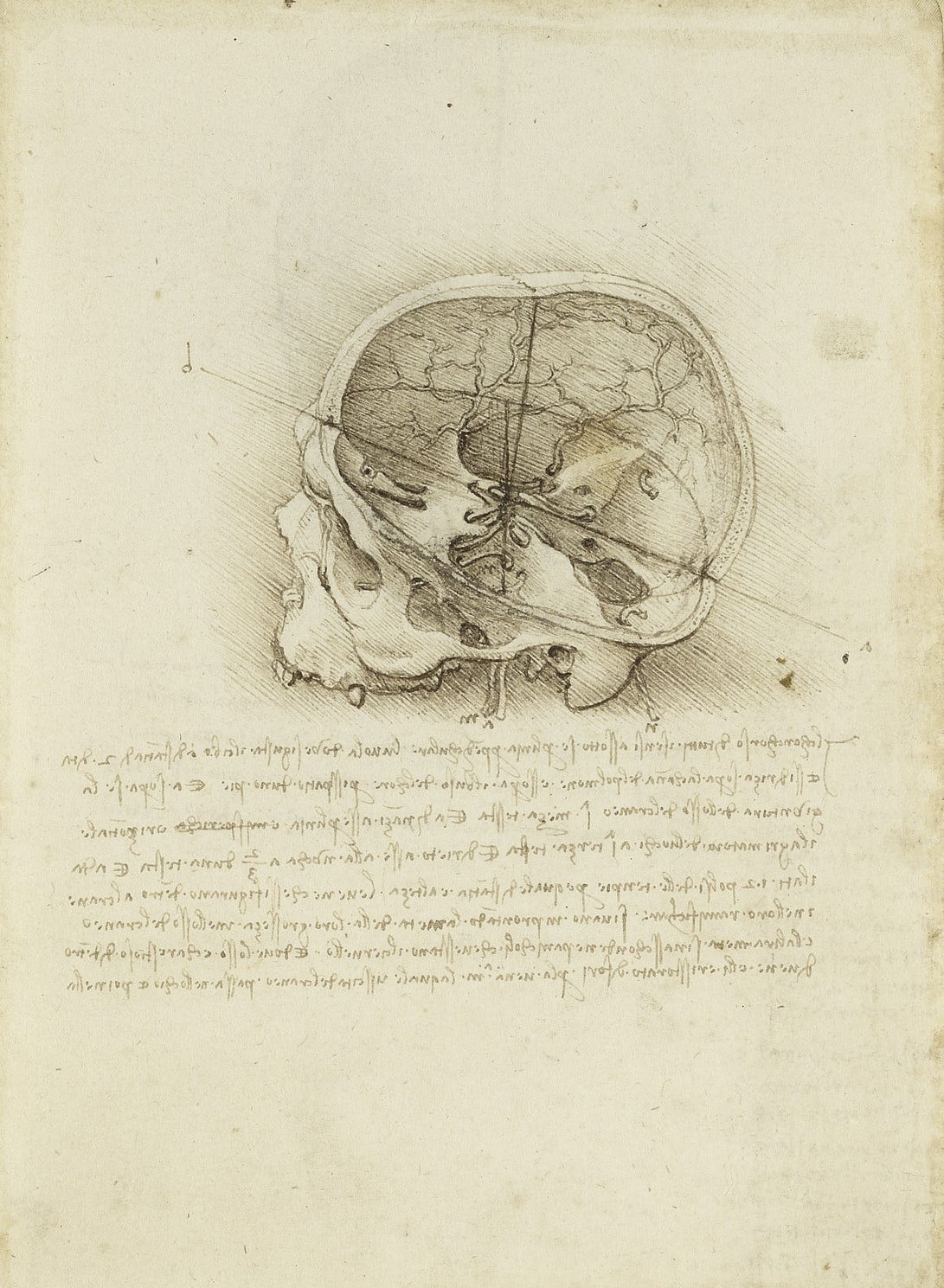 The cranium sectioned, 1489 (RCIN 919058) The cranium sectioned, 1489 (RCIN 919058)