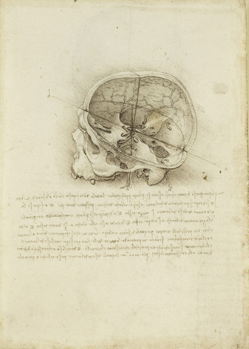 The cranium sectioned, 1489 (RCIN 919058)