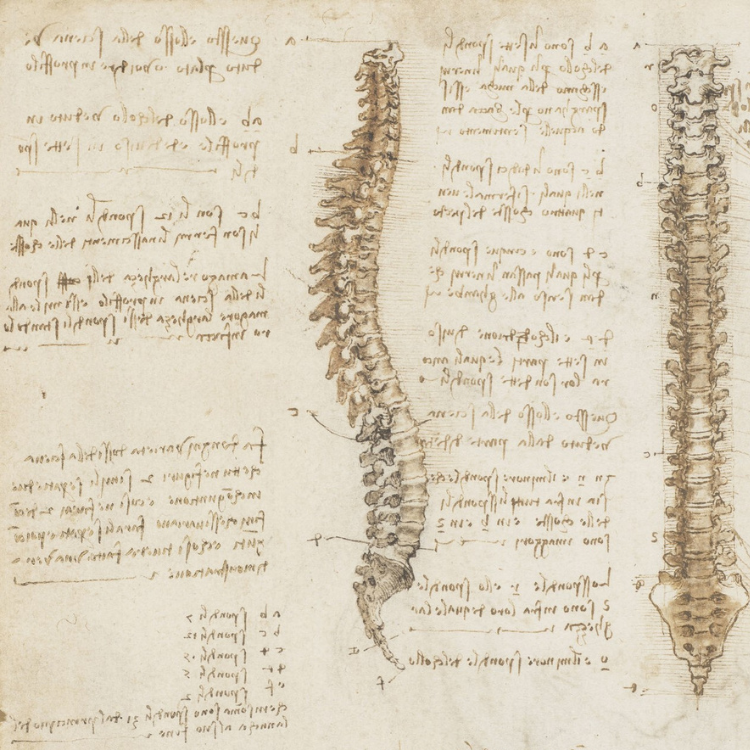 The vertebral column, c.1510-11 (RCIN 919007) The vertebral column, c.1510-11 (RCIN 919007)