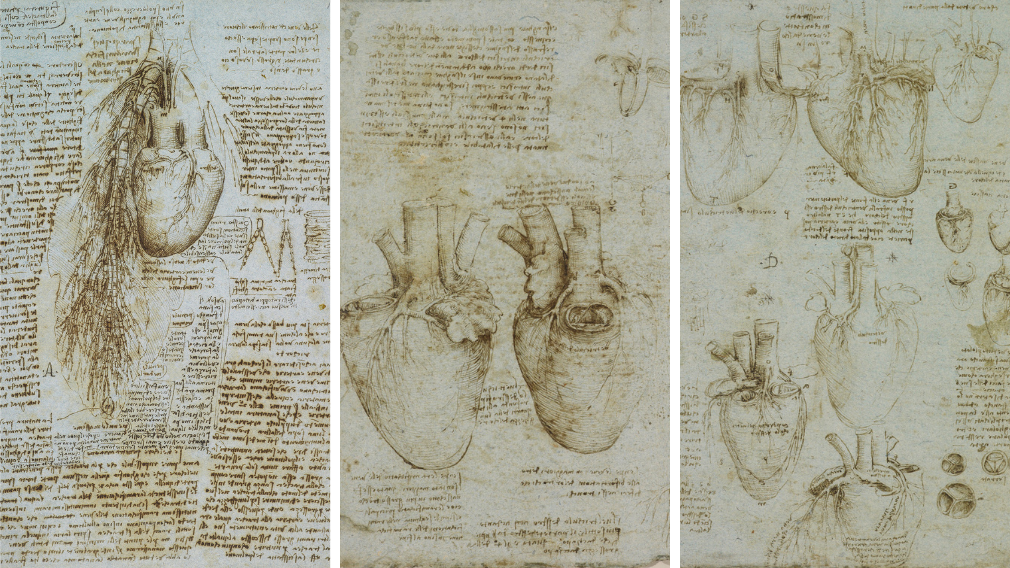 Left: the heart, bronchi and bronchial vessels, c.1511-13 (RCIN 919071). Centre: the ventricles, papillary muscles and tricuspid valve, c.1511-13 (RCIN 919073). Right: the heart and coronary vessels, c.1511-13 (RCIN 919073) Left: the heart, bronchi and bronchial vessels, c.1511-13 (RCIN 919071). Centre: the ventricles, papillary muscles and tricuspid valve, c.1511-13 (RCIN 919073). Right: the heart and coronary vessels, c.1511-13 (RCIN 919073)