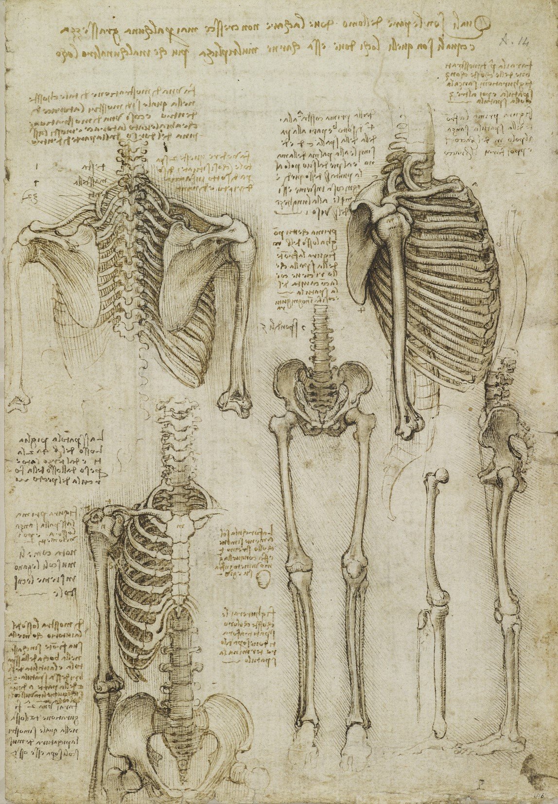 The skeleton, c.1510-11 (RCIN 919012)