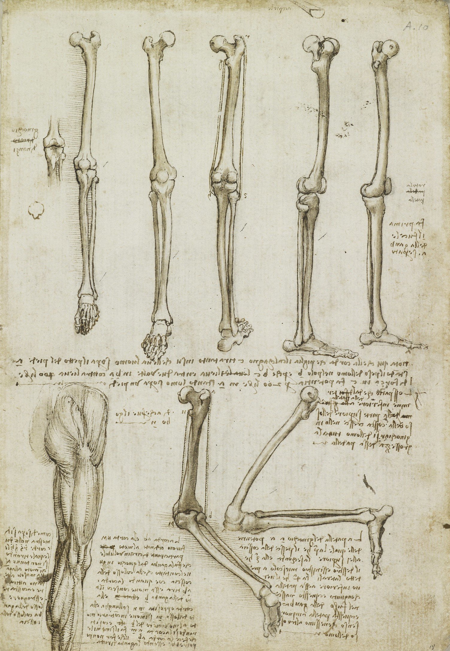 The bones and muscles of the leg, c.1510-11 (RCIN 919008)