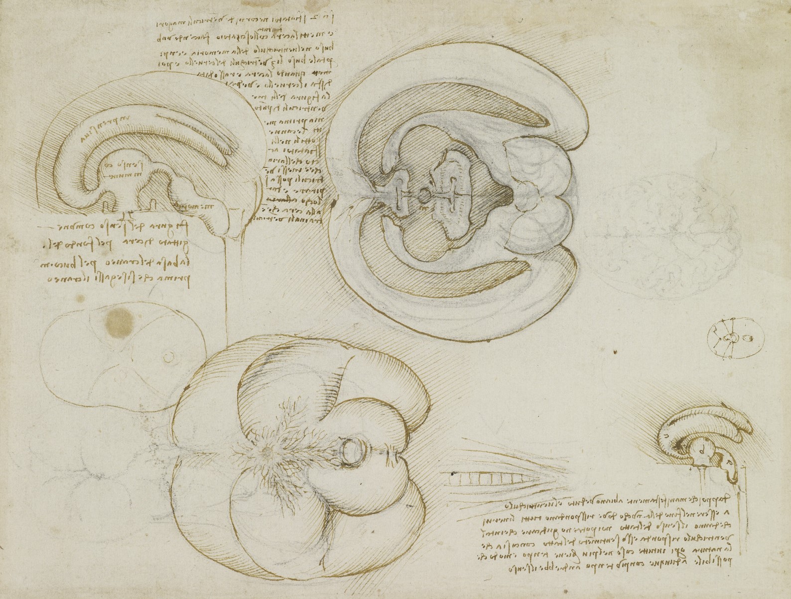 The brain, c.1508-9 (RCIN 919127) The brain, c.1508-9 (RCIN 919127)