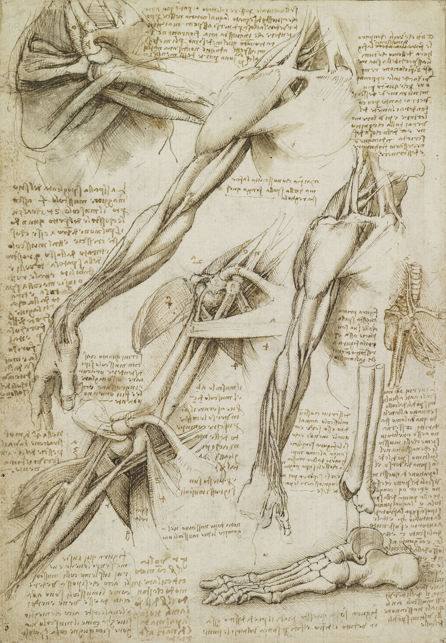 The muscles of the shoulder and arm, and the bones of the foot, c.1510-11 (RCIN 919013)