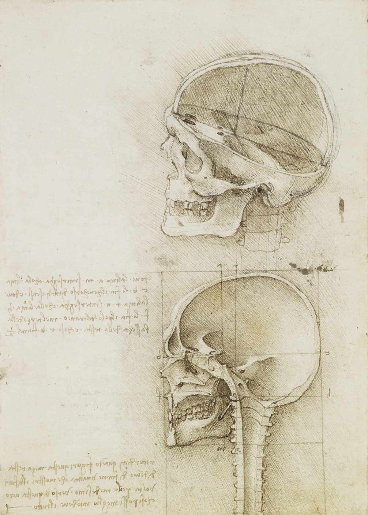 The skull sectioned, 1489 (RCIN 919057) The skull sectioned, 1489 (RCIN 919057)