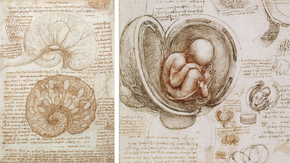 Left: the uterus of a gravid cow, 1508 (RCIN 919055). Right: the fetus in the womb; sketches and notes on reproduction, c.1511 (RCIN 919102) Left: the uterus of a gravid cow, 1508 (RCIN 919055). Right: the fetus in the womb; sketches and notes on reproduction, c.1511 (RCIN 919102)