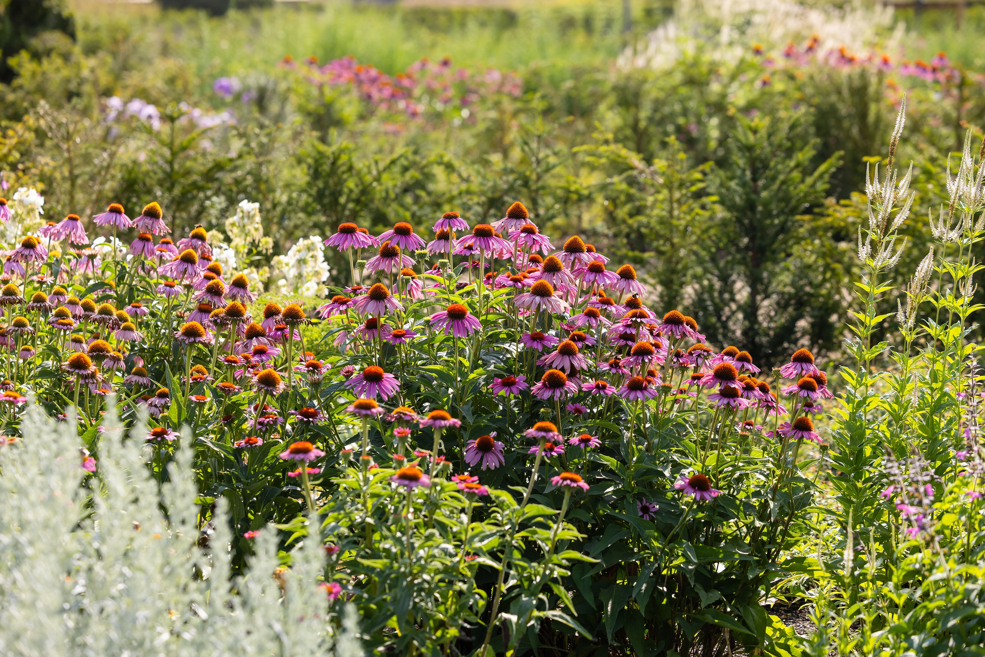 Flowers and plants in the Venus Garden