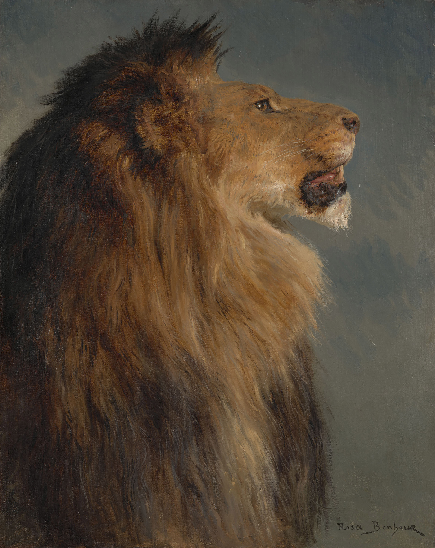 Rosa Bonheur, A Lion's Head, c.1870-91 (RCIN 407226) Painting of a lion's head by Rosa Bonheur.
