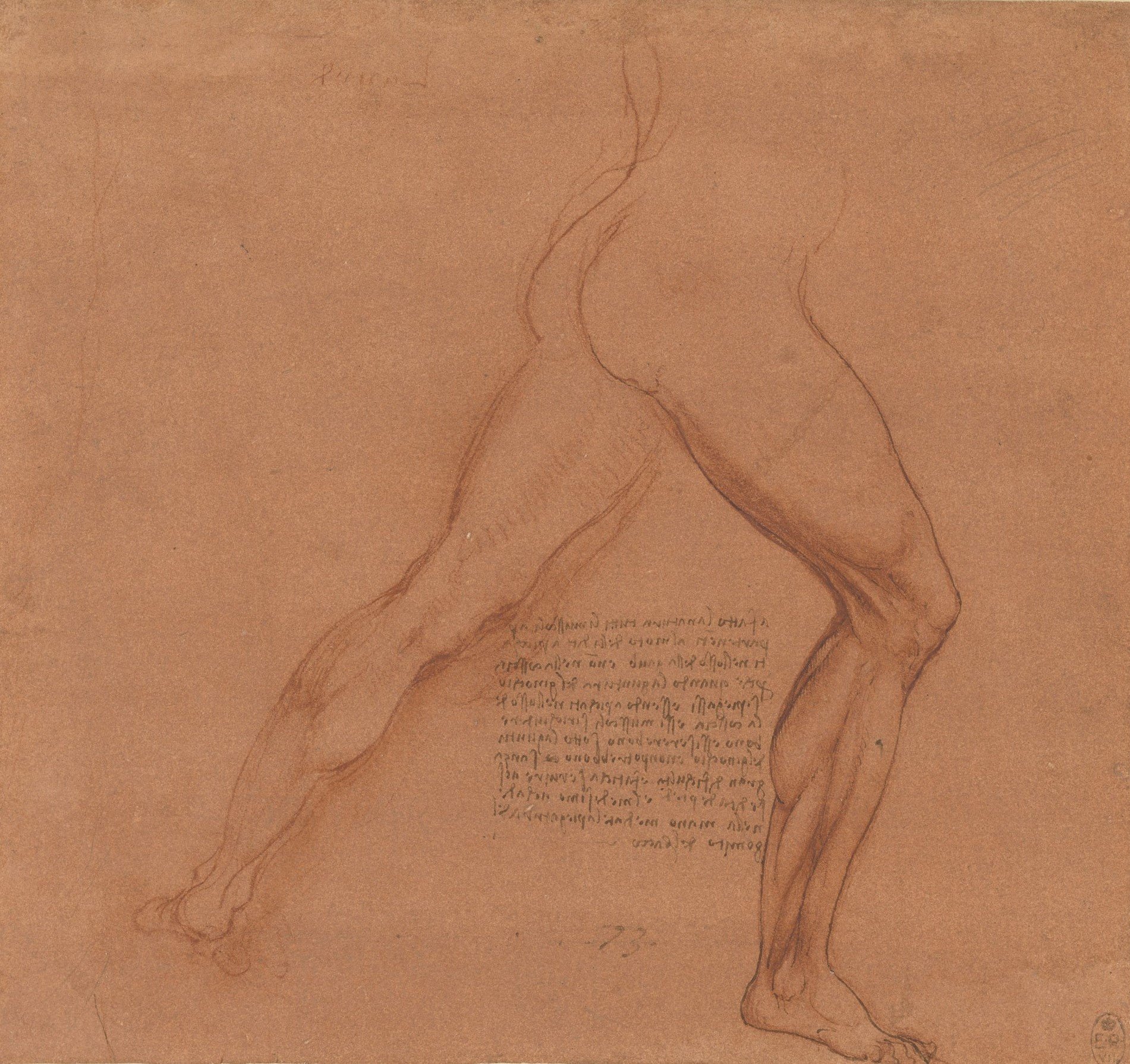 The legs of a male nude, c.1506-8 (RCIN 912623)