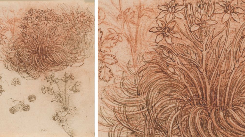 A star-of-Bethlehem and other plants, c.1506-12 (RCIN 912424) A star-of-Bethlehem and other plants, c.1506-12 (RCIN 912424)