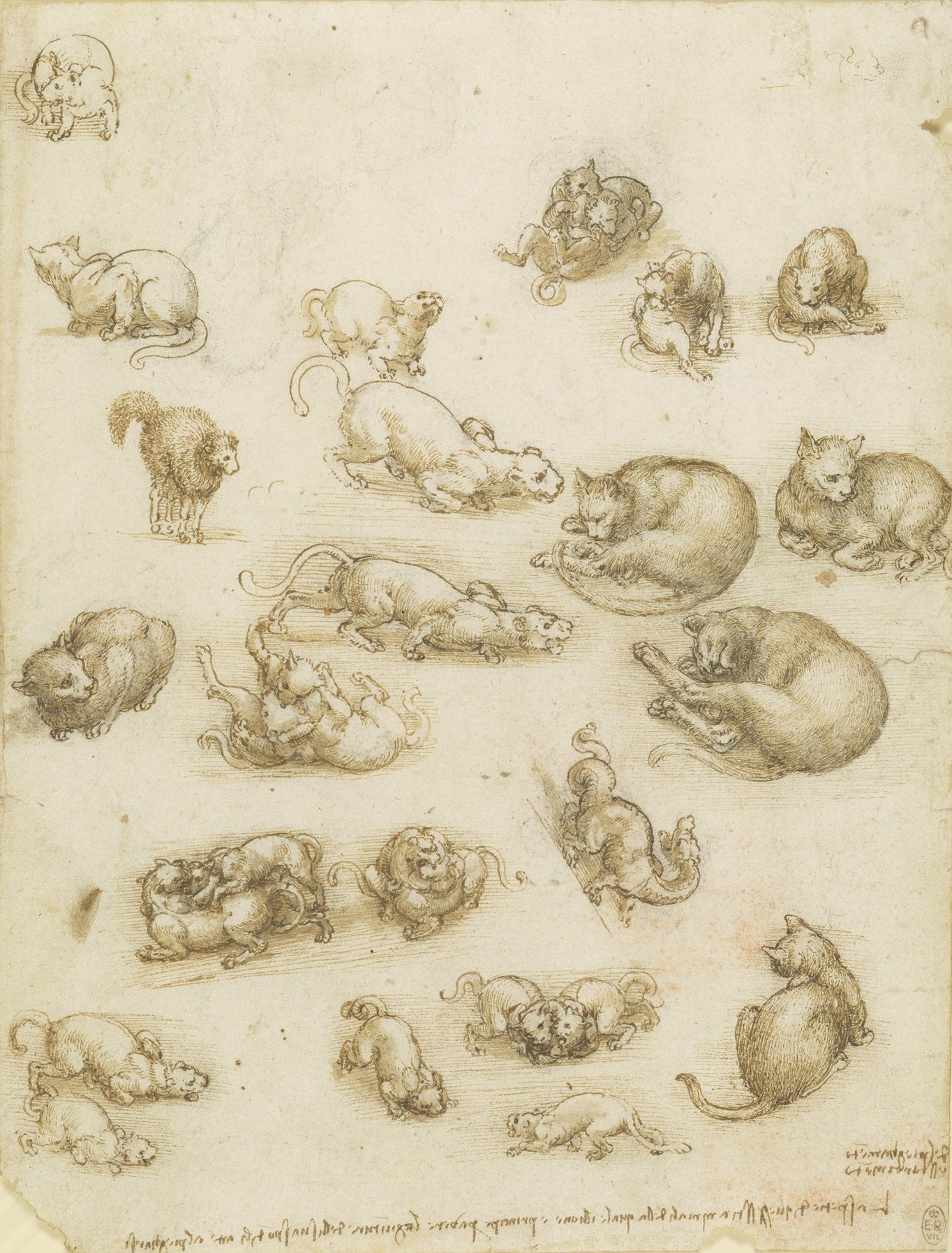 Studies of cats, lions, and a dragon by Leonardo da Vinci.