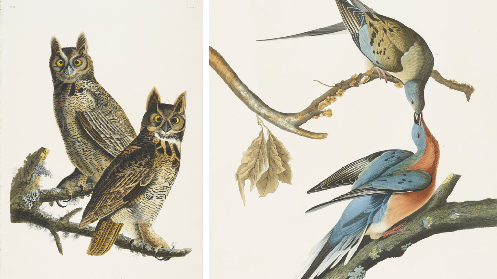 Plates from John James Audubon's Birds of America.