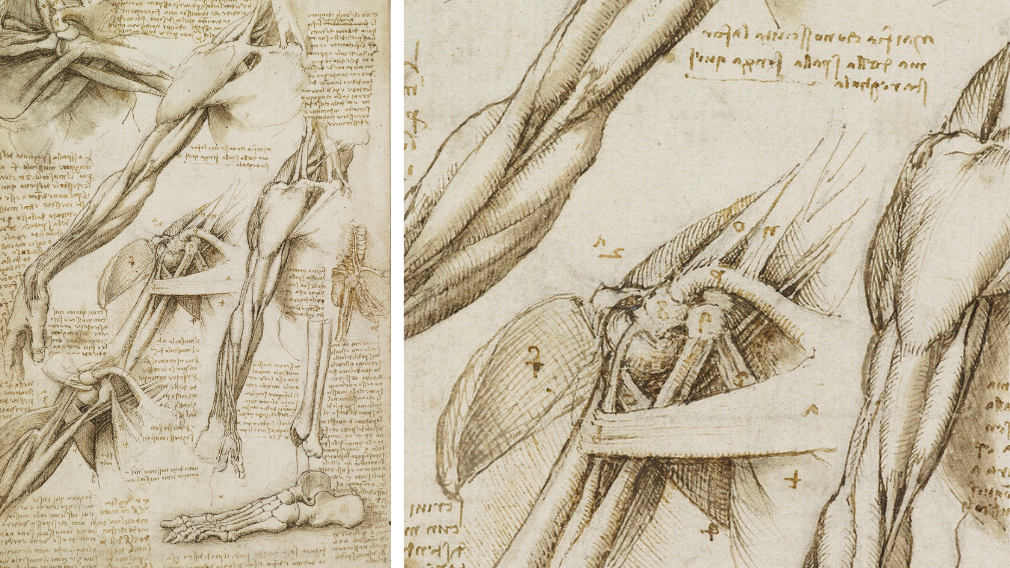 The muscles of the shoulder and arm, c.1510-11 (RCIN 919013) The muscles of the shoulder and arm, c.1510-11 (RCIN 919013)