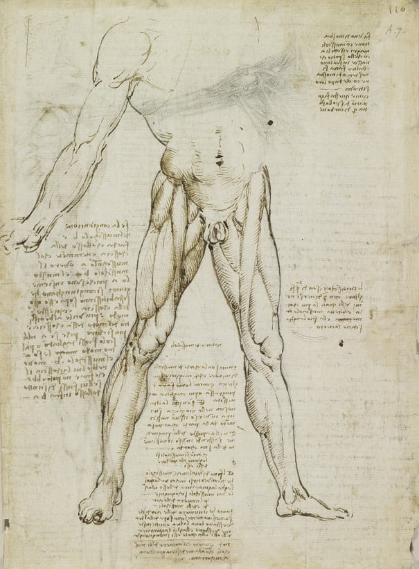 The muscles of the trunk and leg by Leonardo da Vinci.